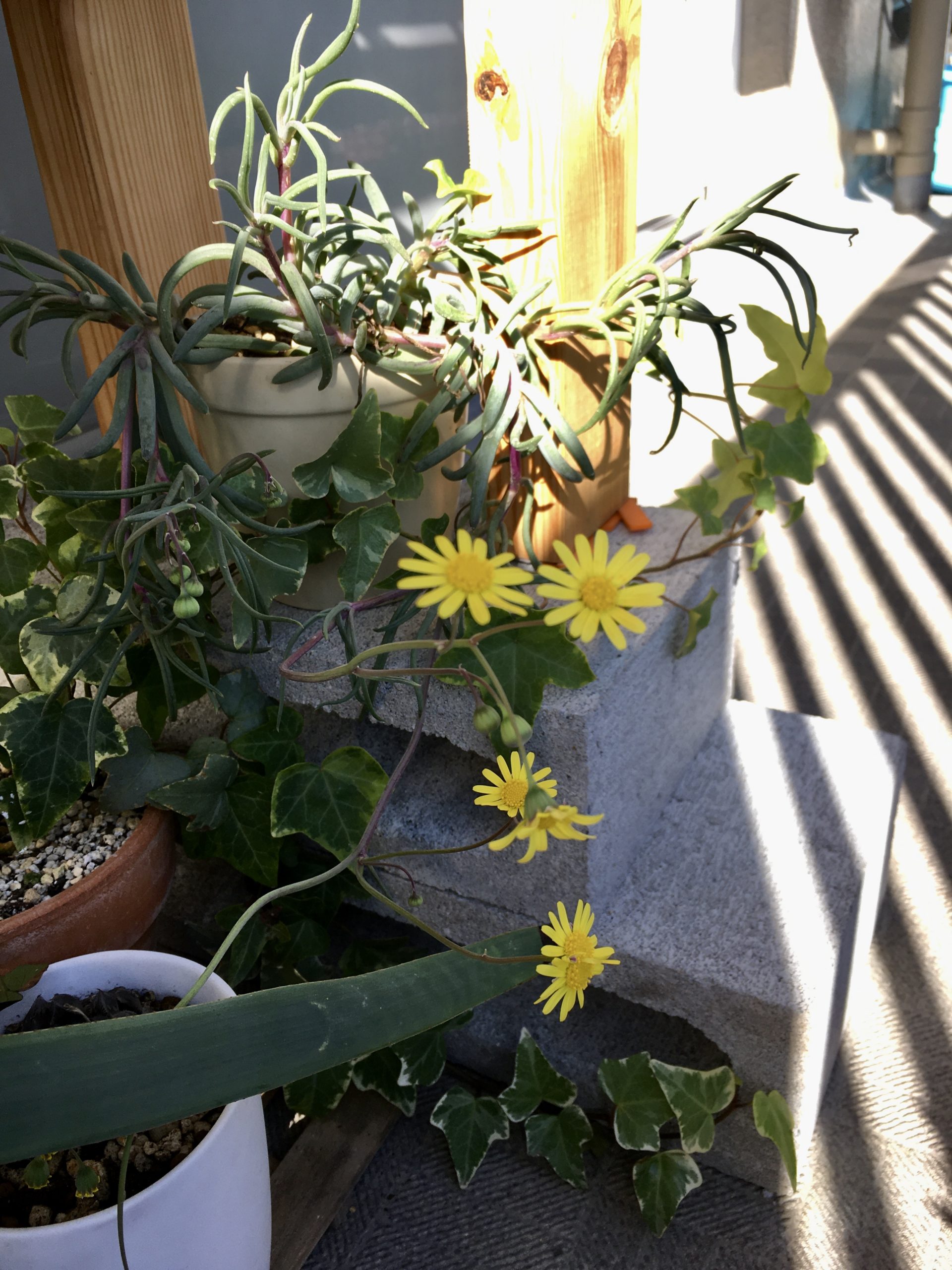 オトンナ　カルノーサ　花