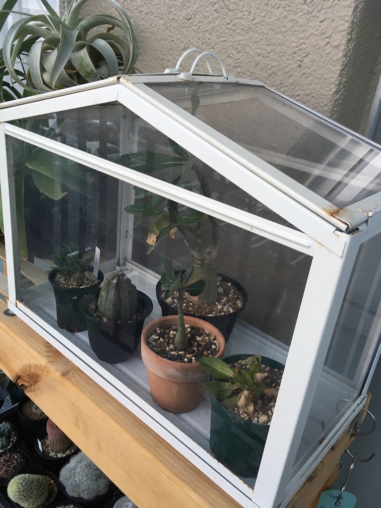 ベランダの植物にikeaの温室で冬越しの準備 Sunset Record