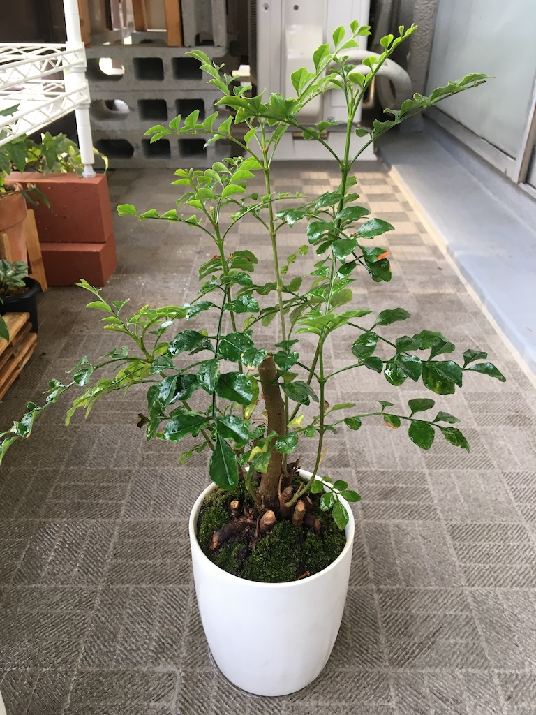 シマトネリコの盆栽の画像
