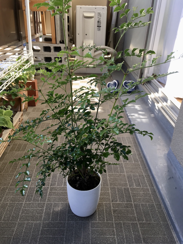 シマトネリコの盆栽