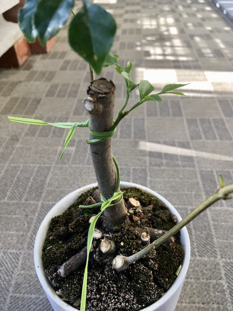 シマトネリコの盆栽