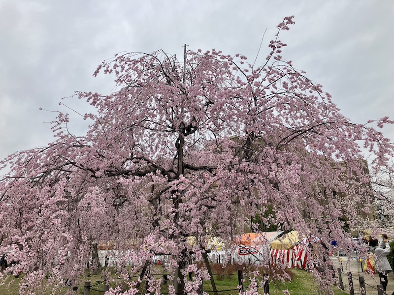 花見の写真
