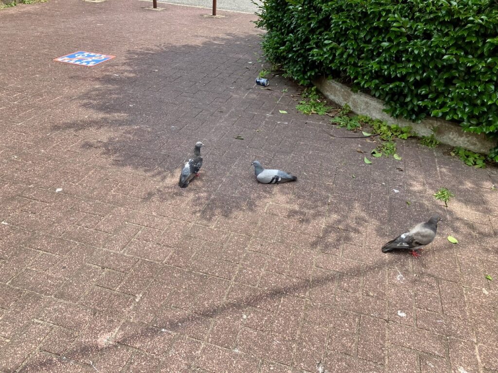 大須のハト